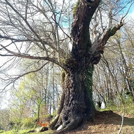 Eco El Beso - Vegano Tríacastela